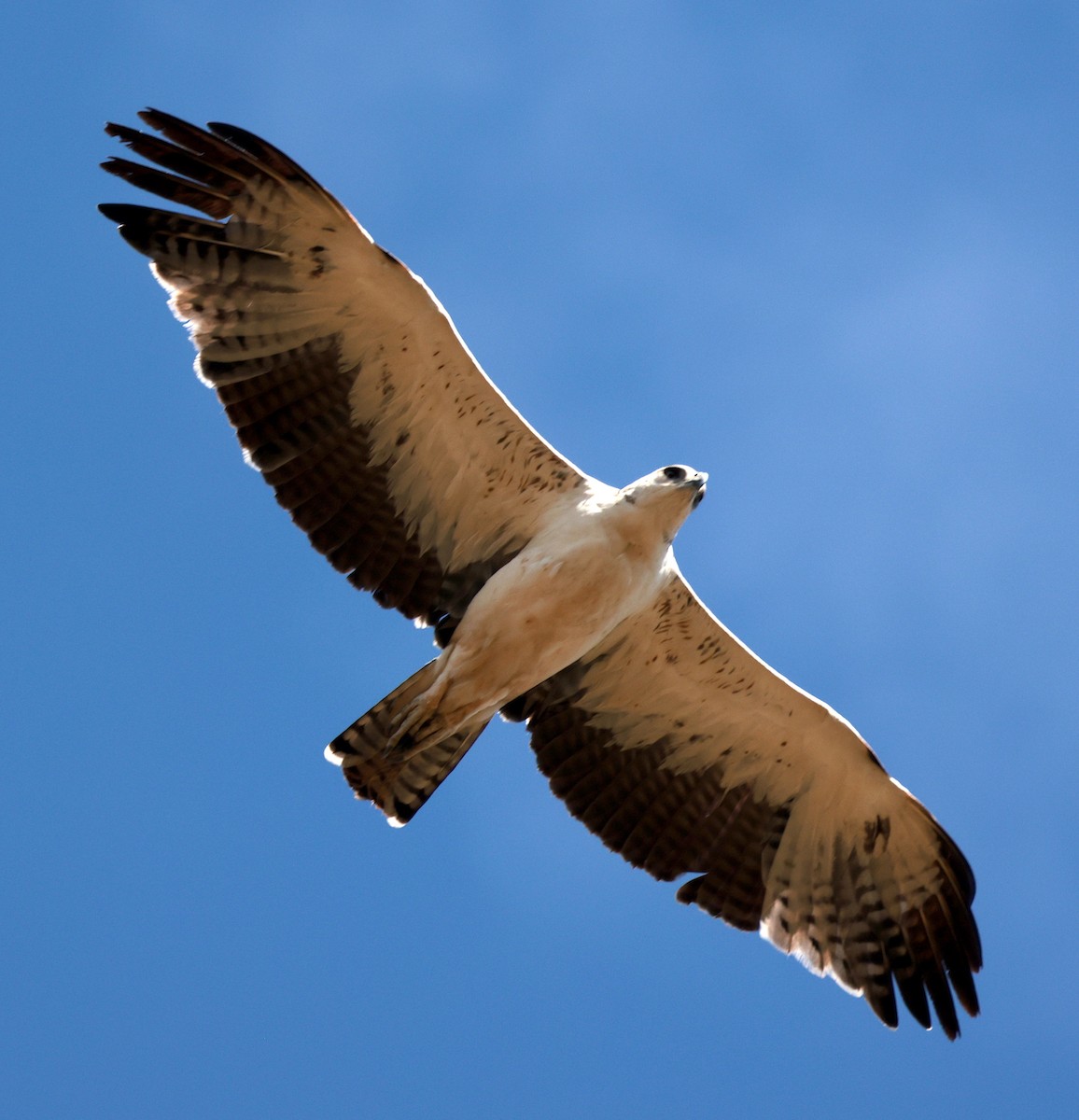 עיט לוחם - ML646442722