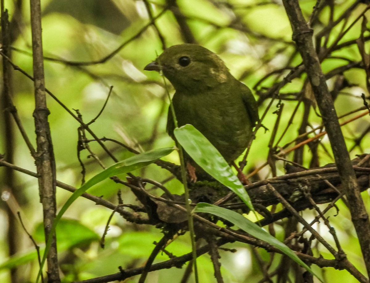 Swallow-tailed Manakin - ML646442723