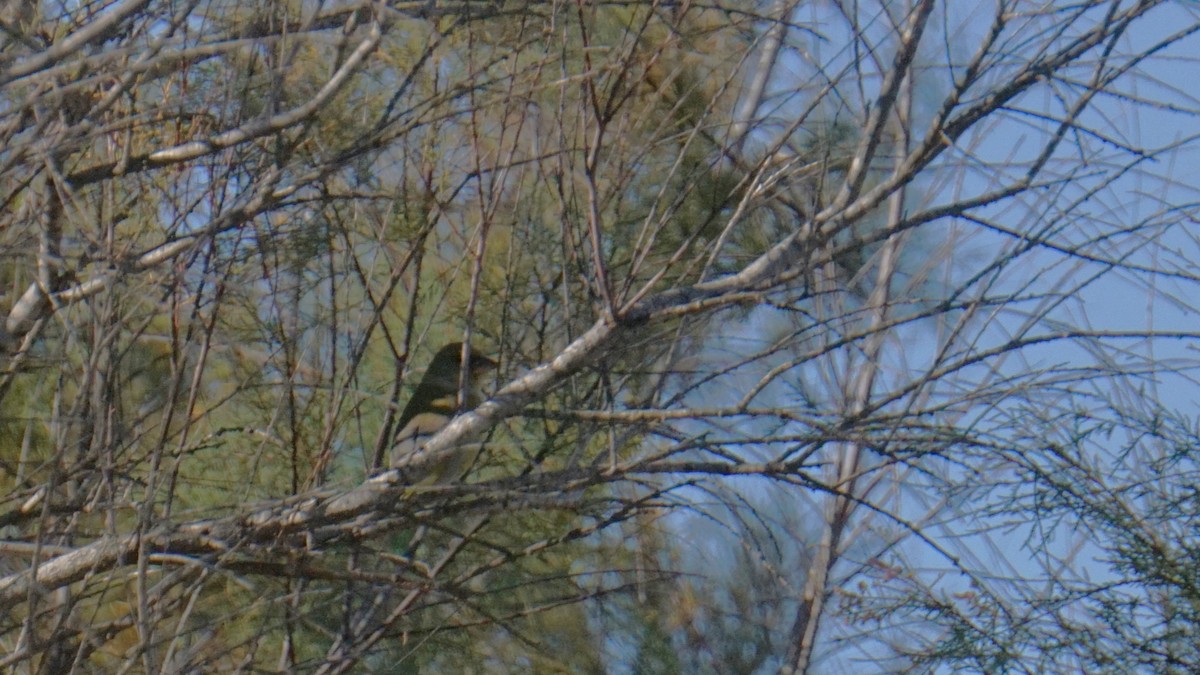 European Greenfinch - ML646442726
