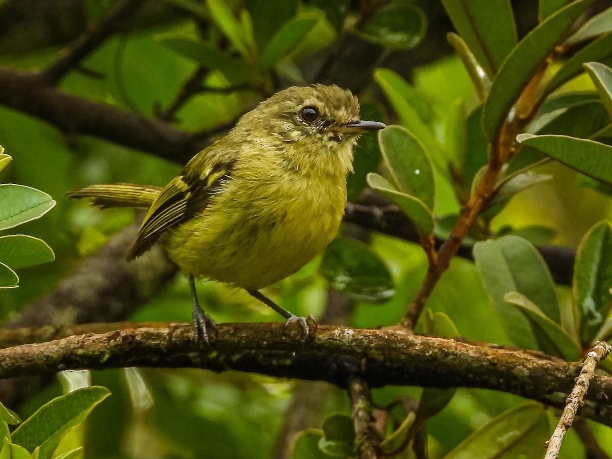 Mottle-cheeked Tyrannulet - ML646442730