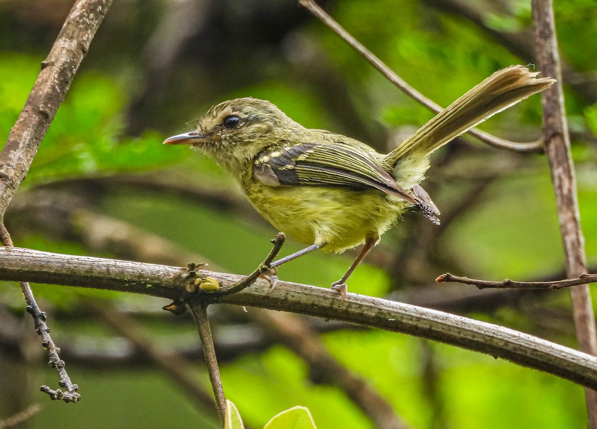 Mottle-cheeked Tyrannulet - ML646442731