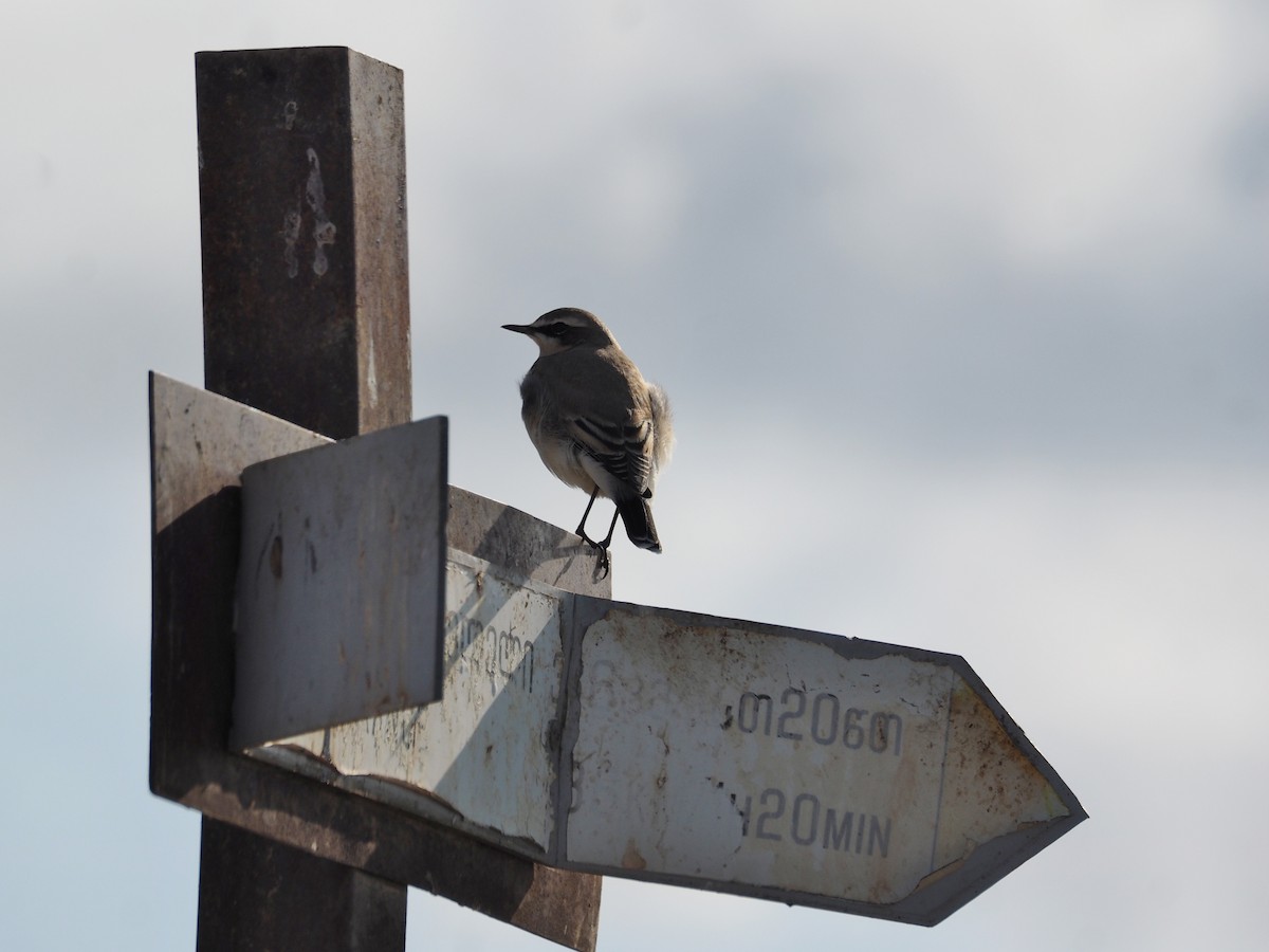 Адууч чогчиго - ML646442734