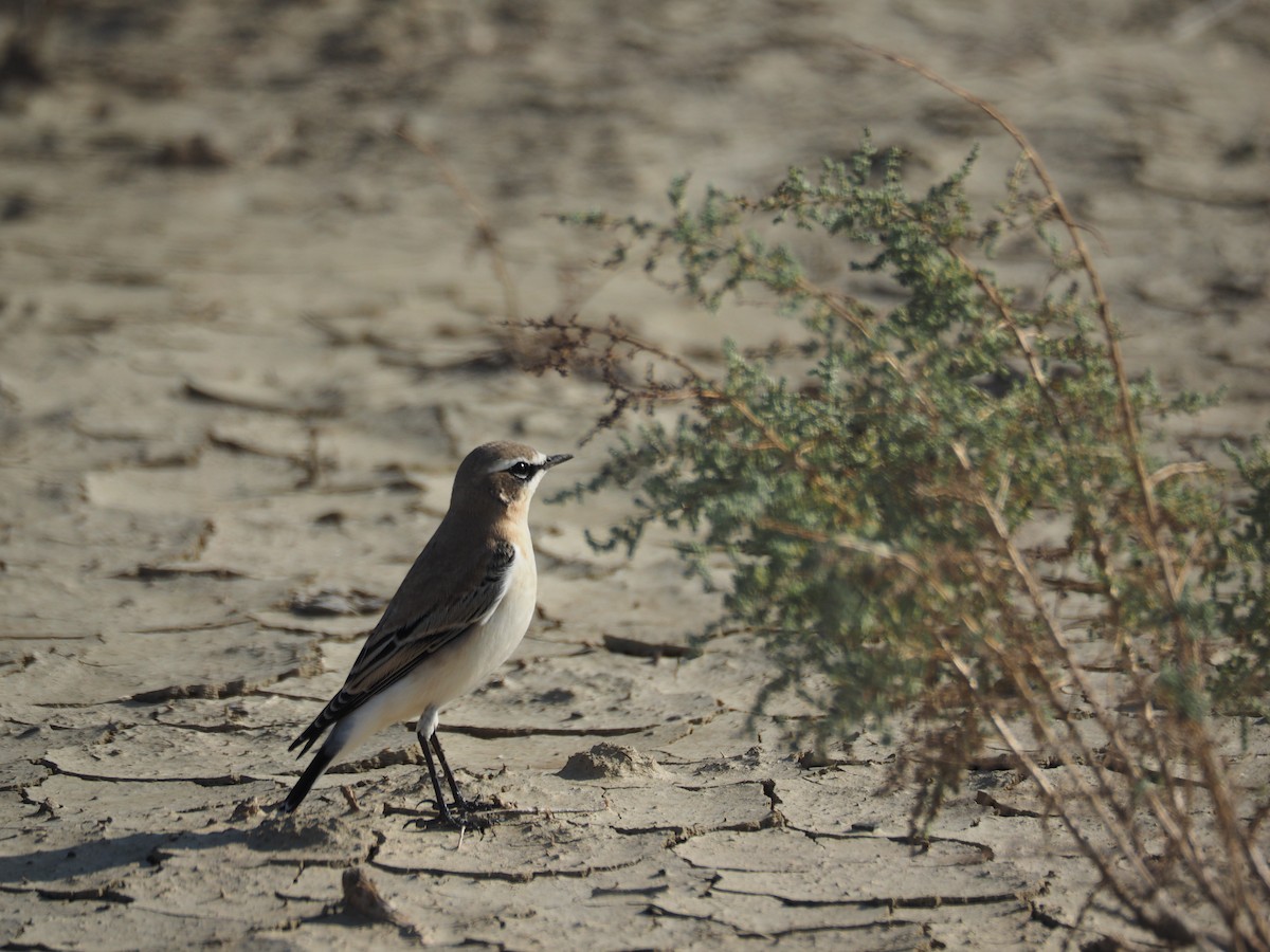 Адууч чогчиго - ML646442735