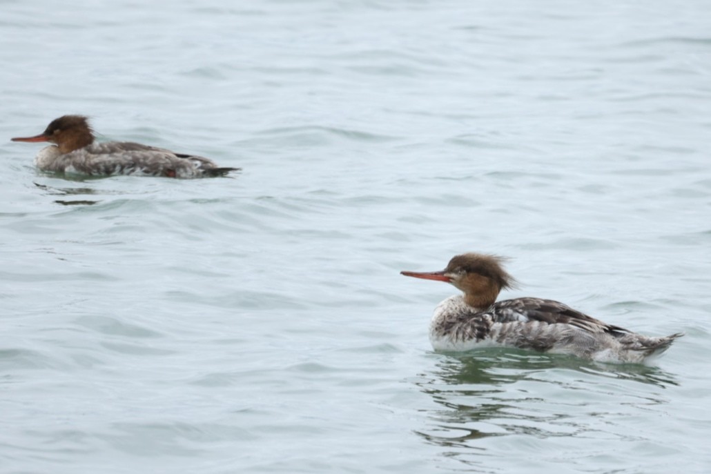 Red-breasted Merganser - ML646442736