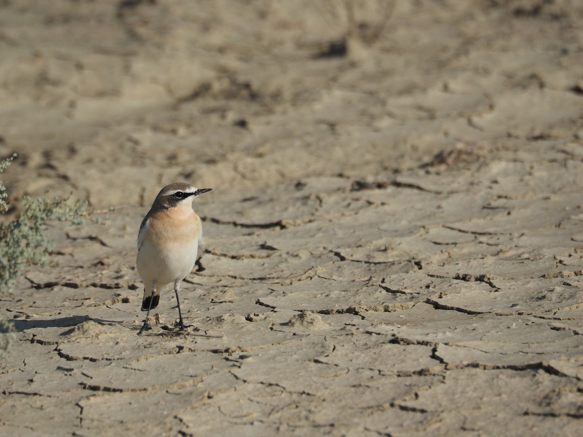 Адууч чогчиго - ML646442737