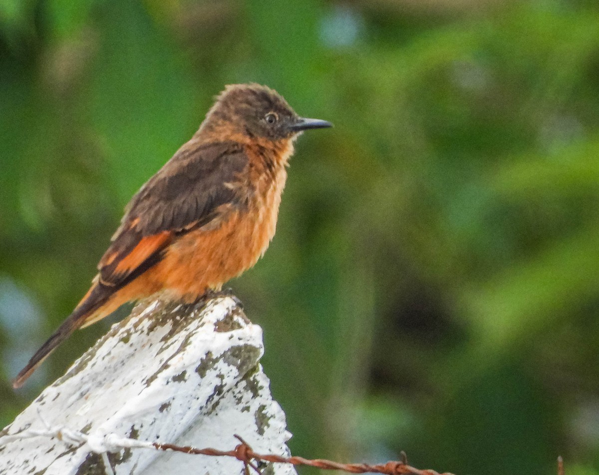 Cliff Flycatcher - ML646442738