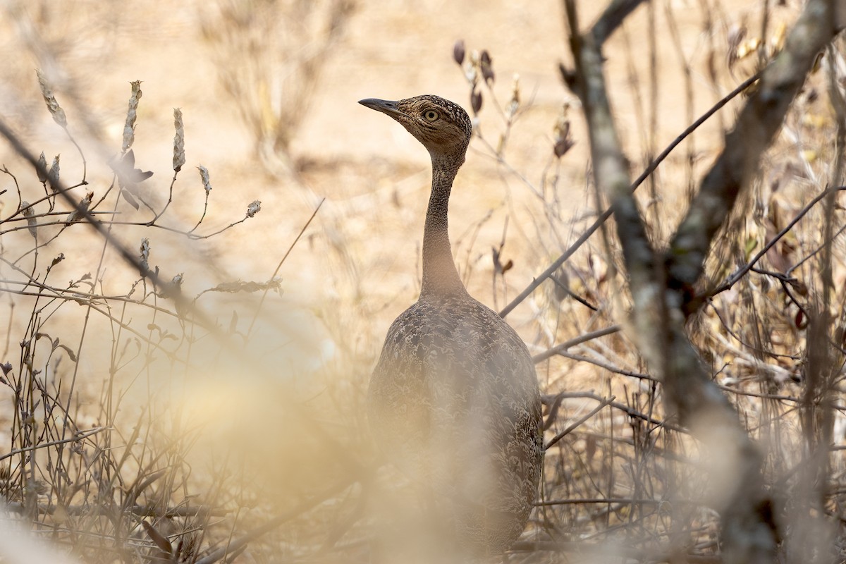 Buff-crested Bustard - ML646442740
