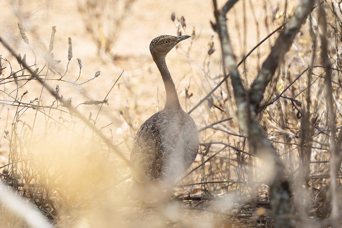 Buff-crested Bustard - ML646442741