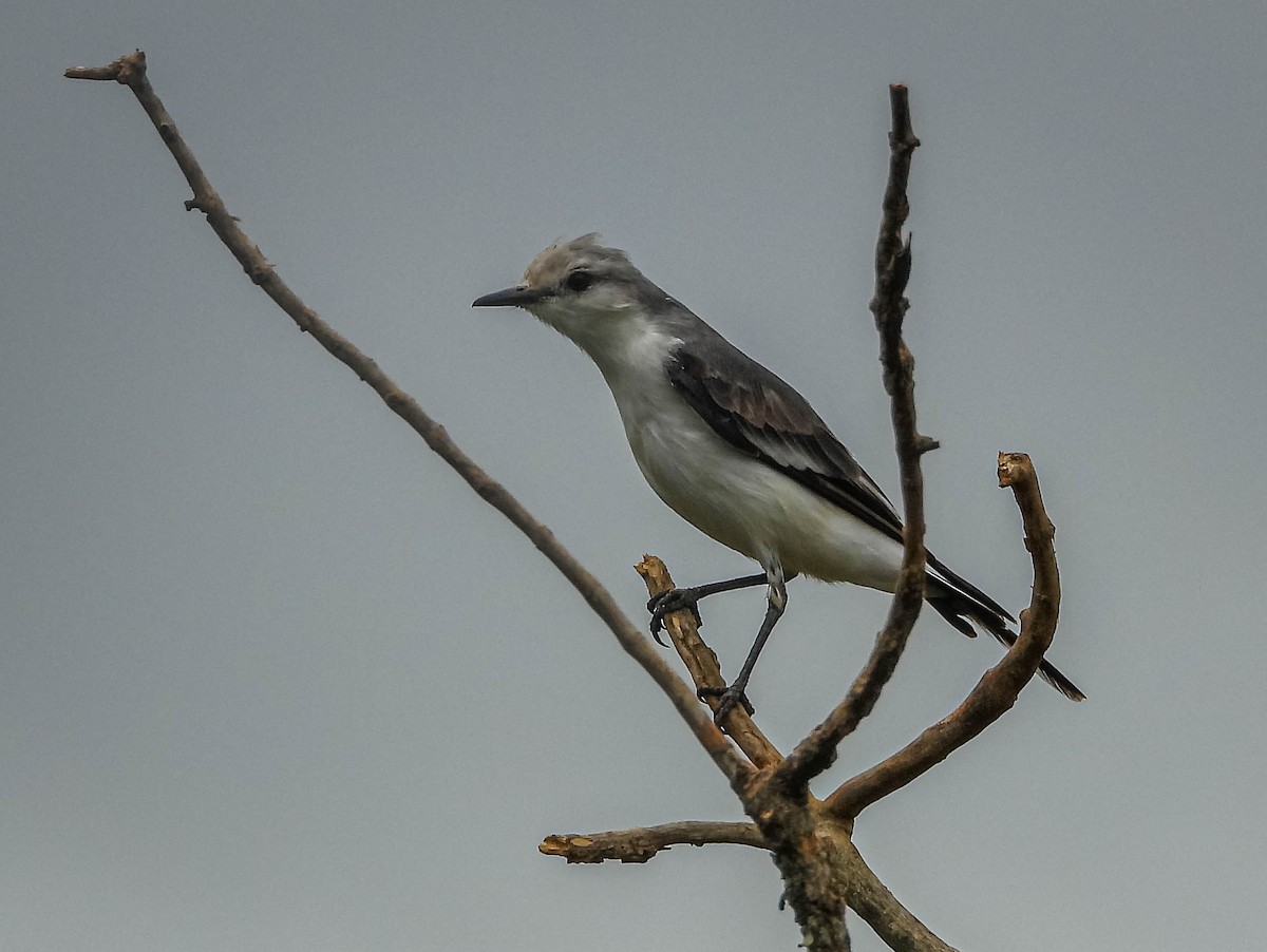 White-rumped Monjita - ML646442742