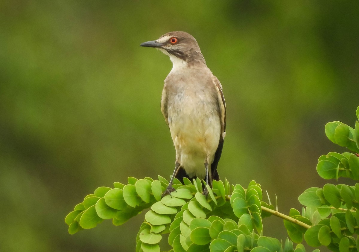 Gray Monjita - ML646442744