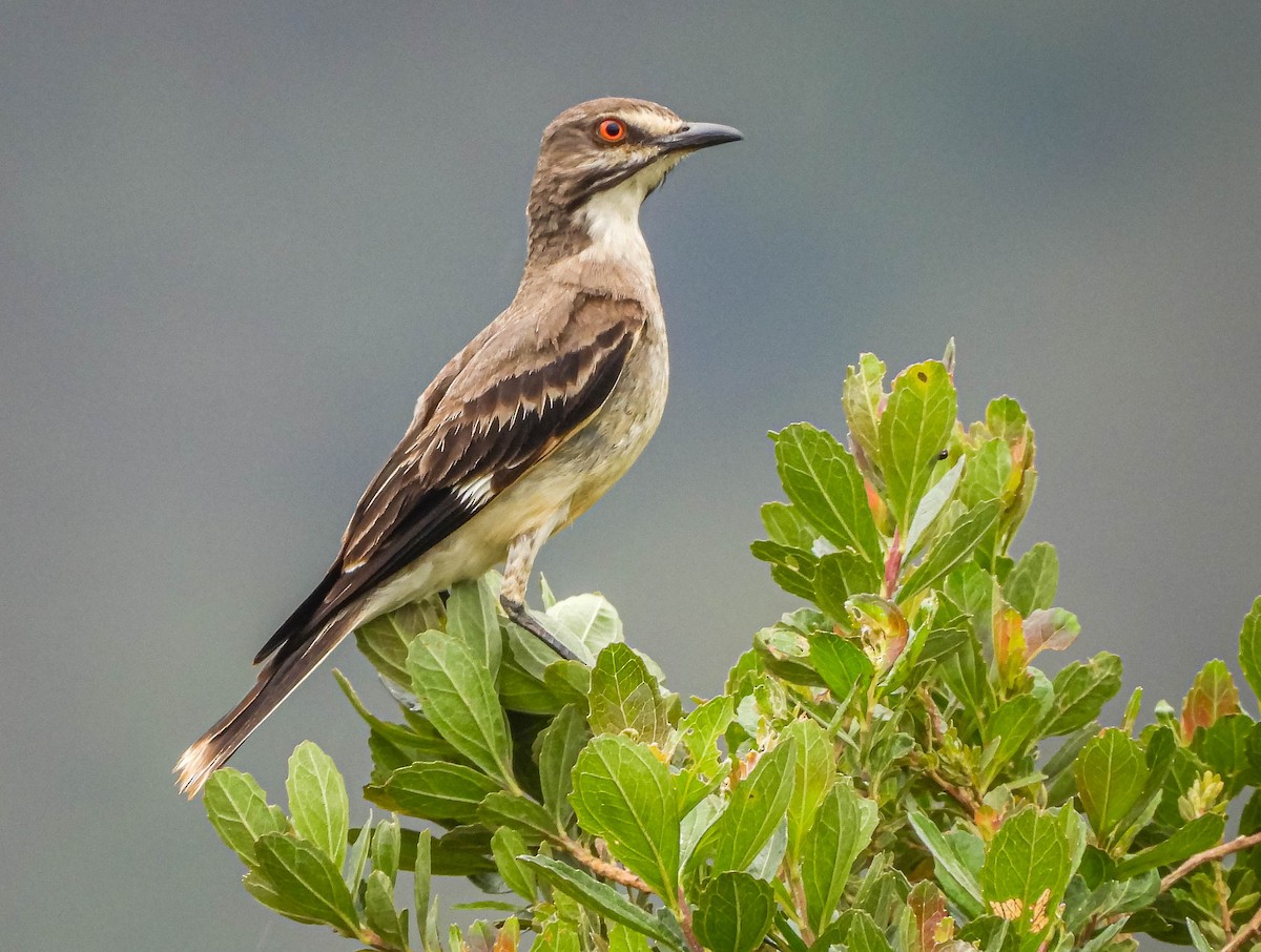 Gray Monjita - ML646442745