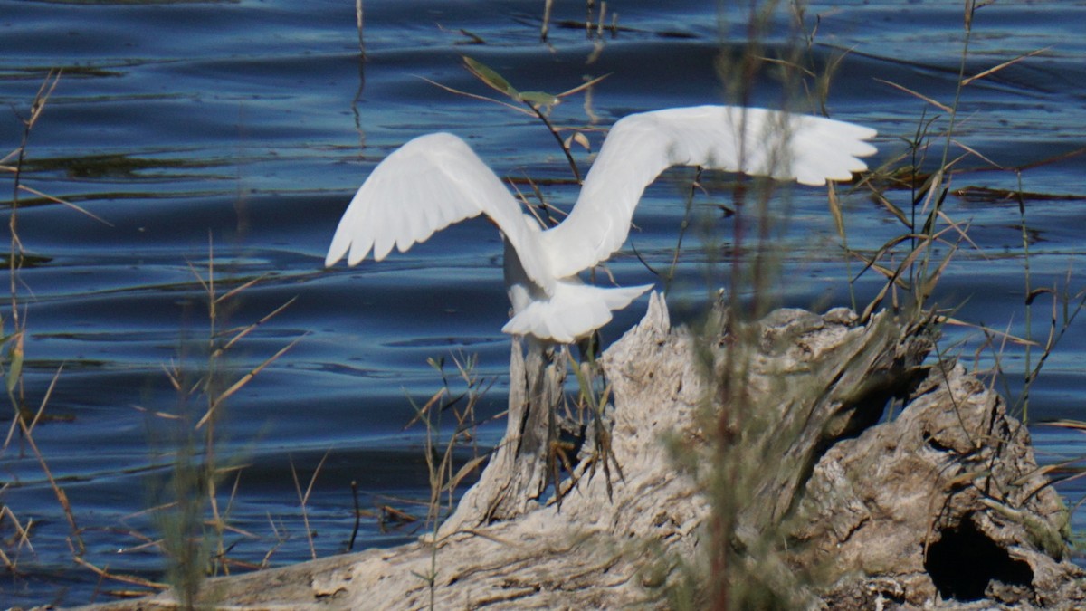 Western Cattle-Egret - ML646442747