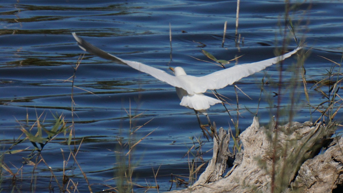 Western Cattle-Egret - ML646442748
