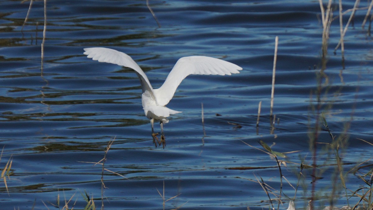 Western Cattle-Egret - ML646442749