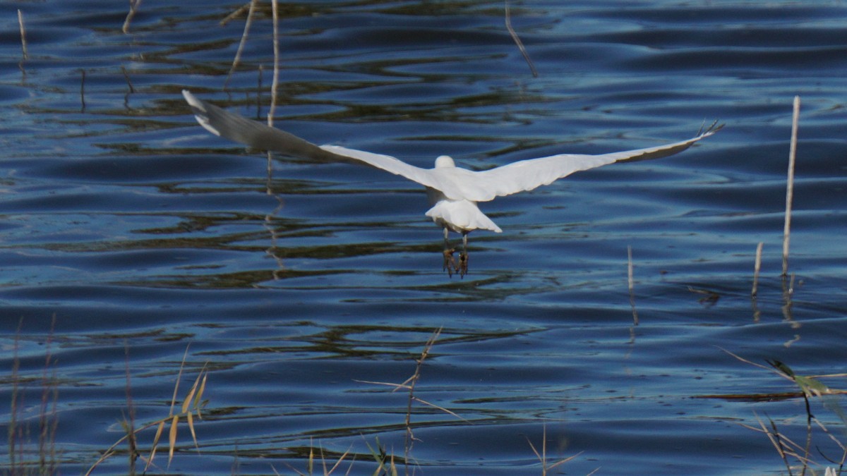 Western Cattle-Egret - ML646442751