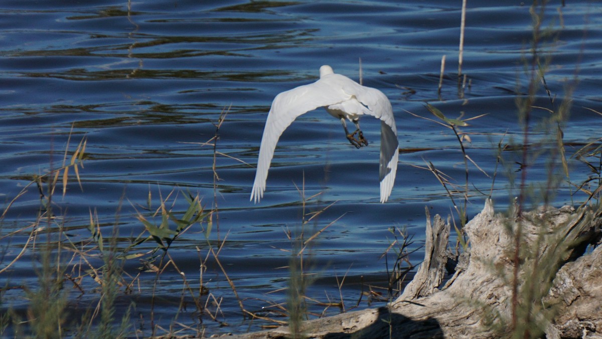 Western Cattle-Egret - ML646442752
