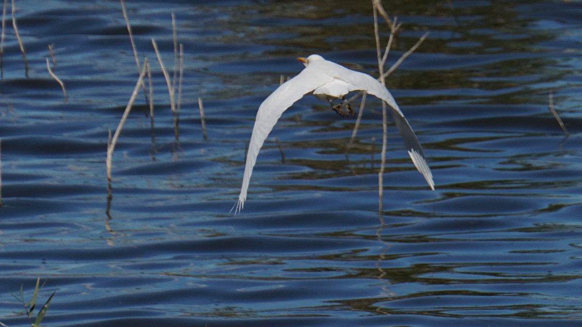 Western Cattle-Egret - ML646442753