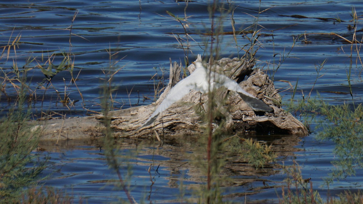 Western Cattle-Egret - ML646442754