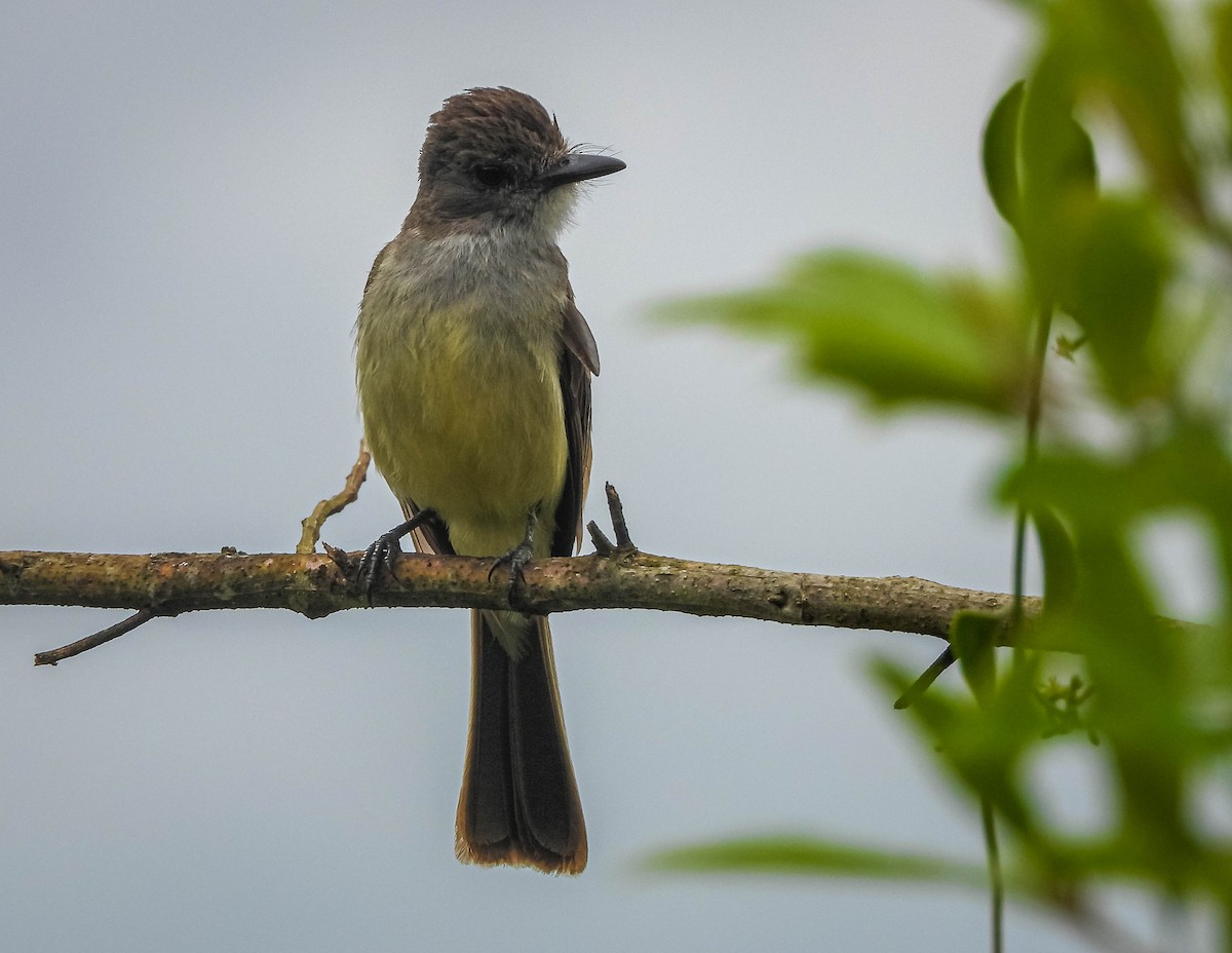 Short-crested Flycatcher - ML646442755
