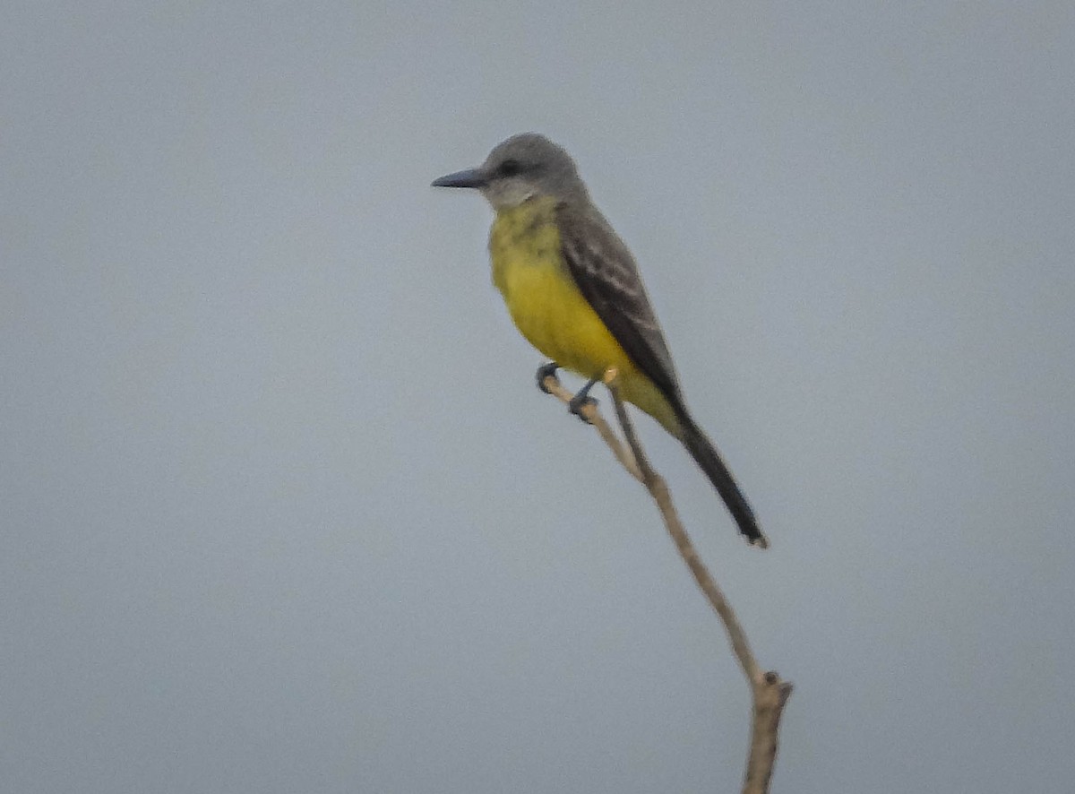 Tropical Kingbird - ML646442759