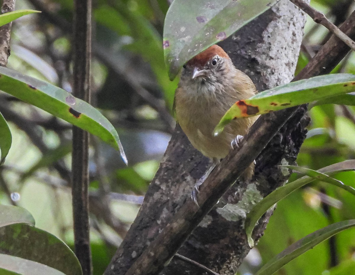 Gray-eyed Greenlet - ML646442760