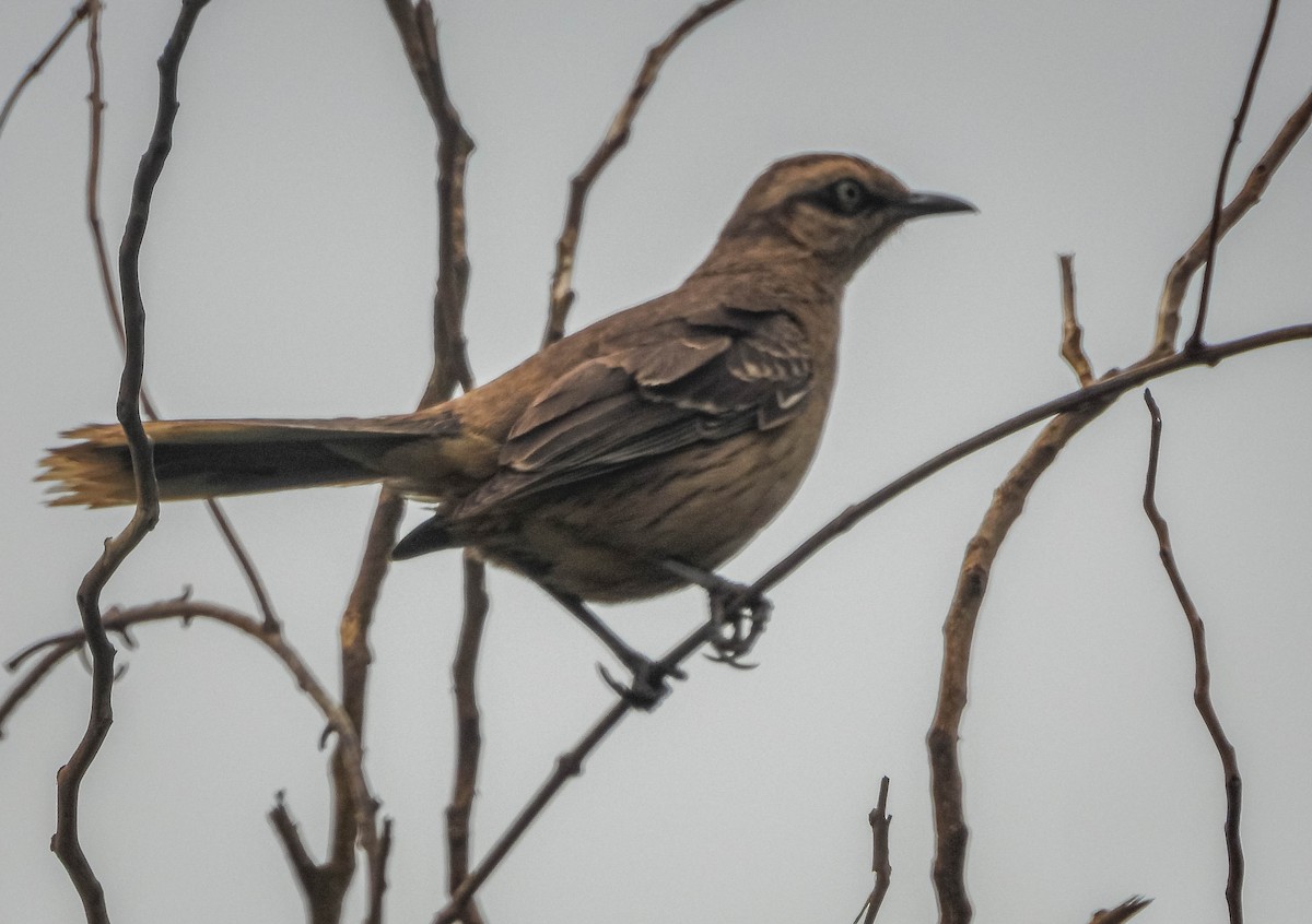 Chalk-browed Mockingbird - ML646442763
