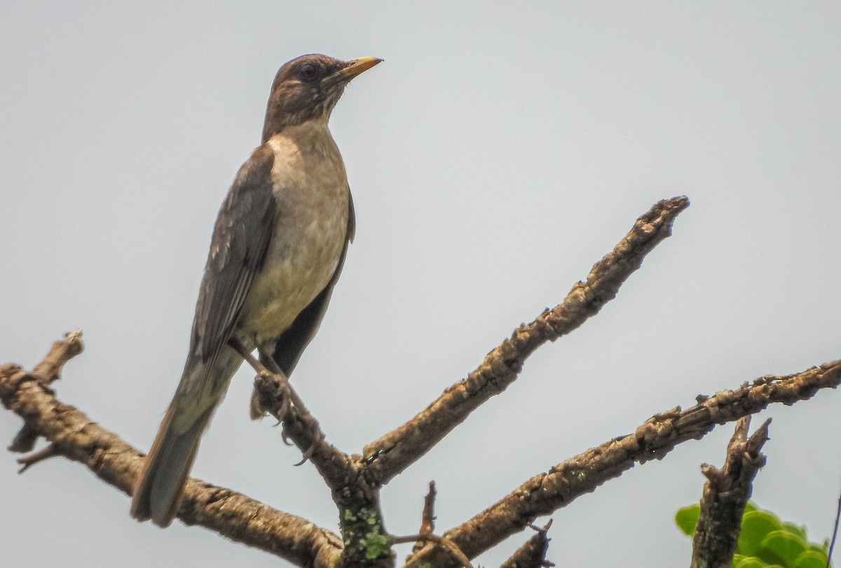 Creamy-bellied Thrush - ML646442764