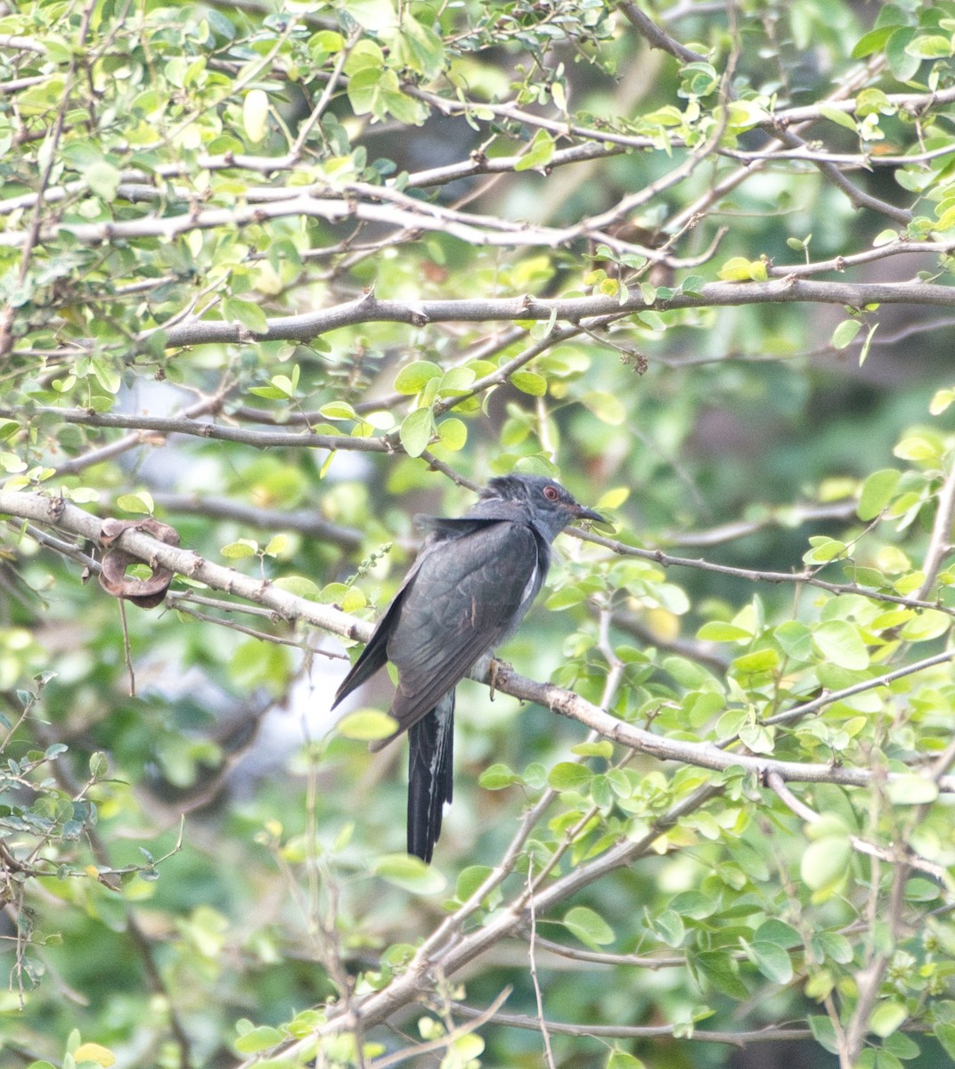 Gray-bellied Cuckoo - ML646442765