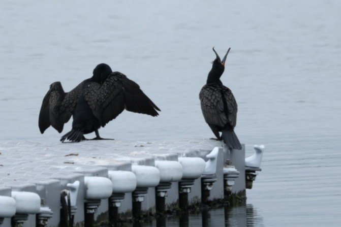 Double-crested Cormorant - ML646442766