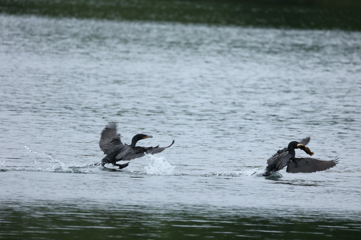 Double-crested Cormorant - ML646442767