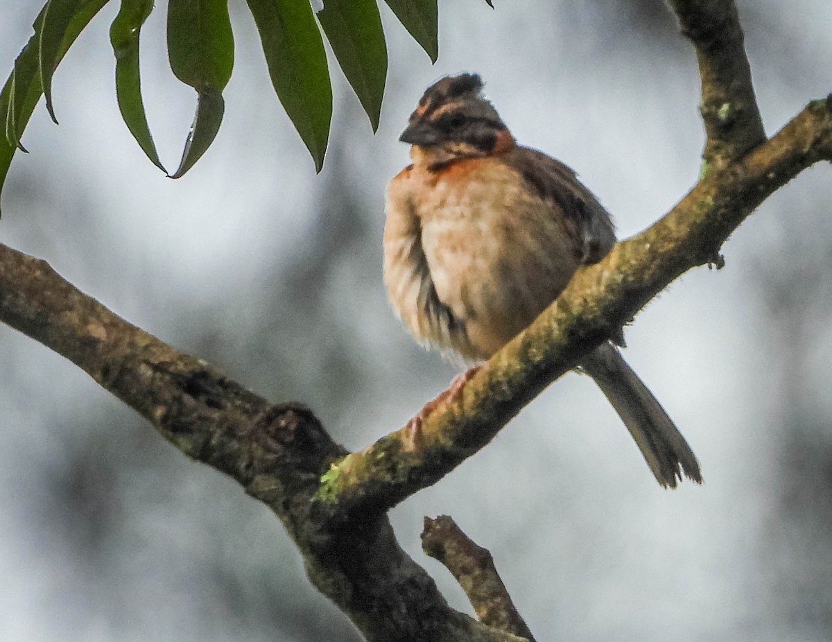 Rufous-collared Sparrow - ML646442768