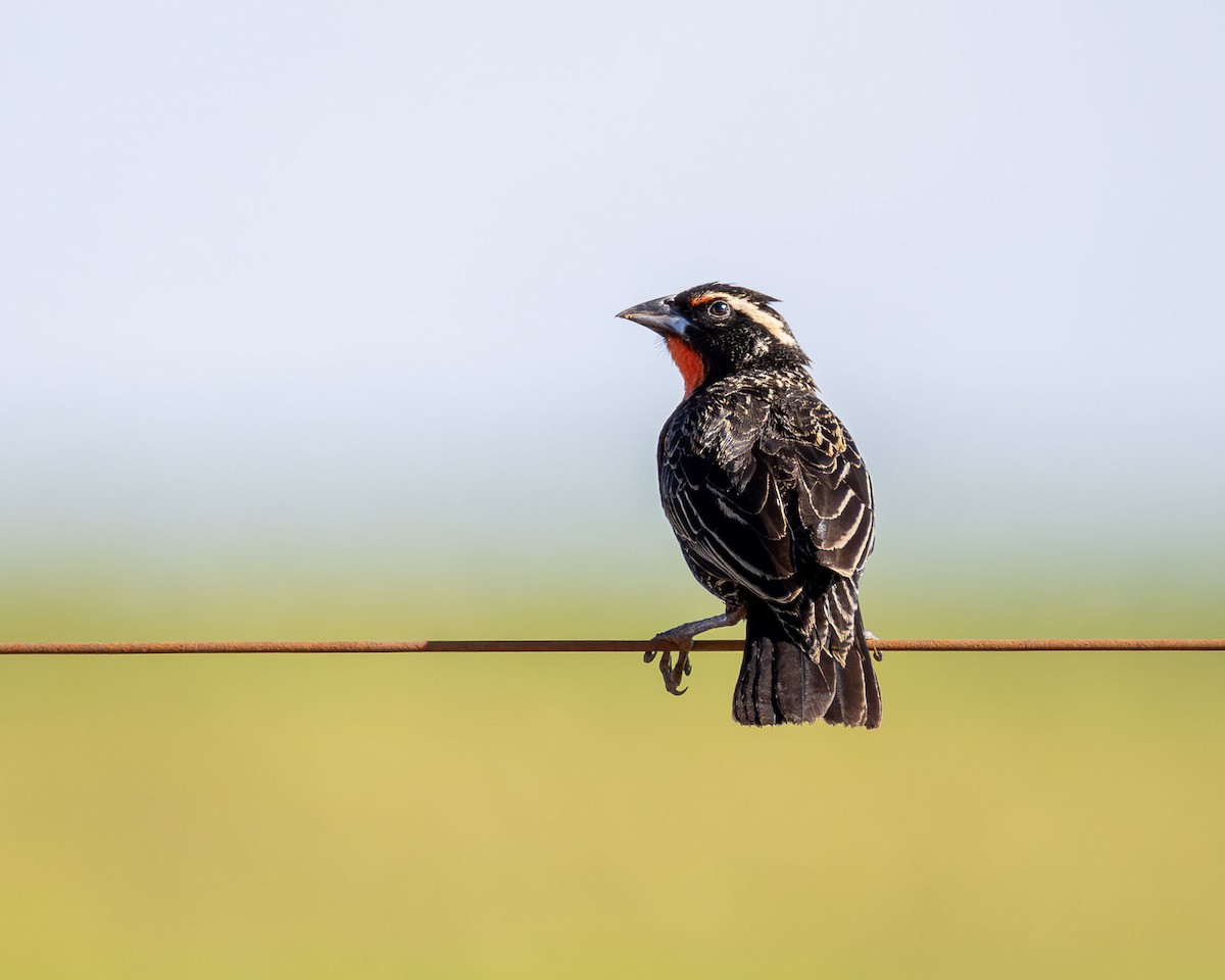 White-browed Meadowlark - ML646442769