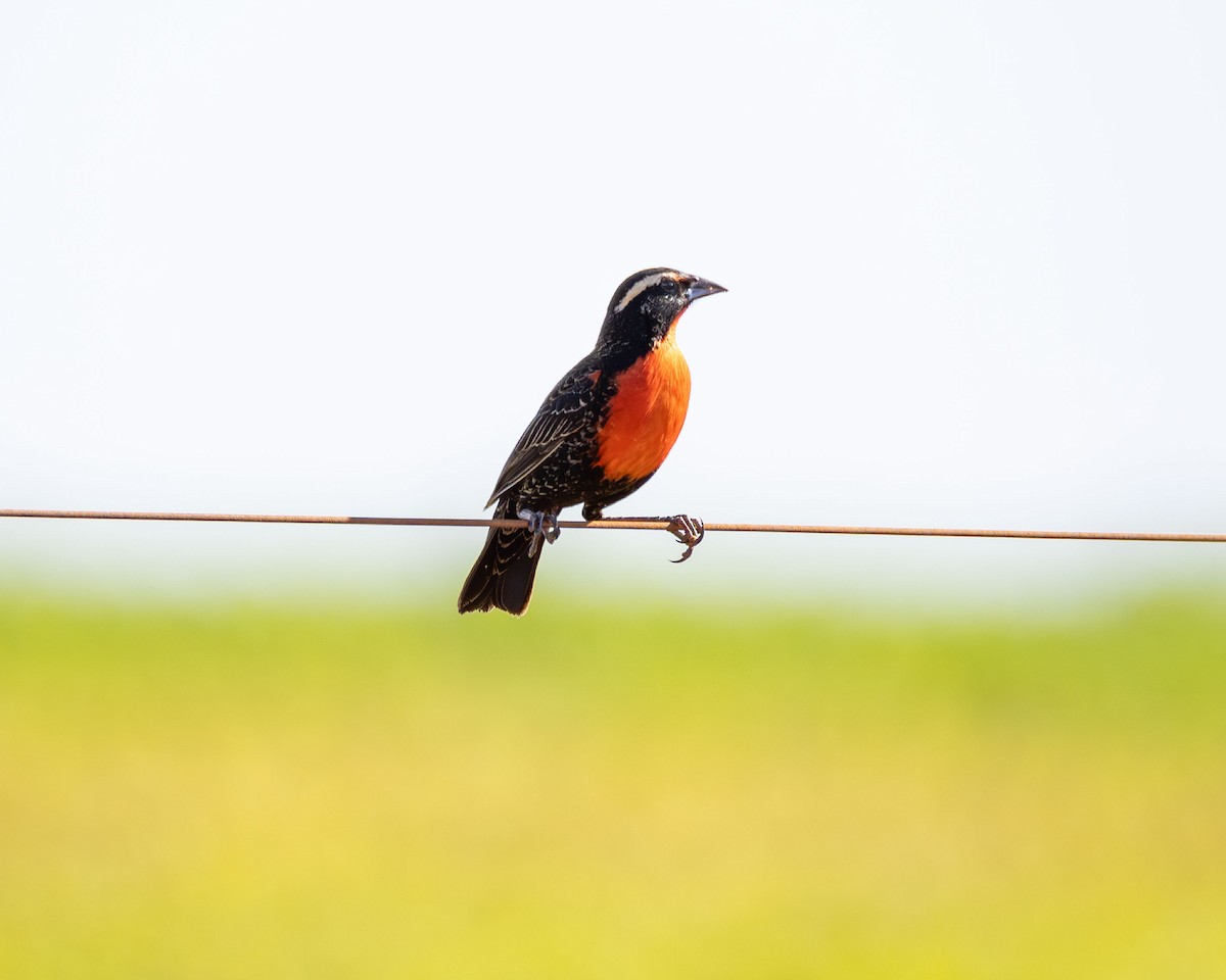 White-browed Meadowlark - ML646442770