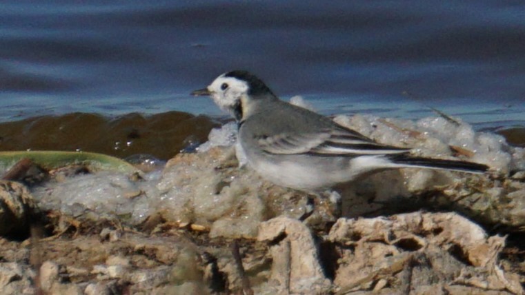 White Wagtail - ML646442771