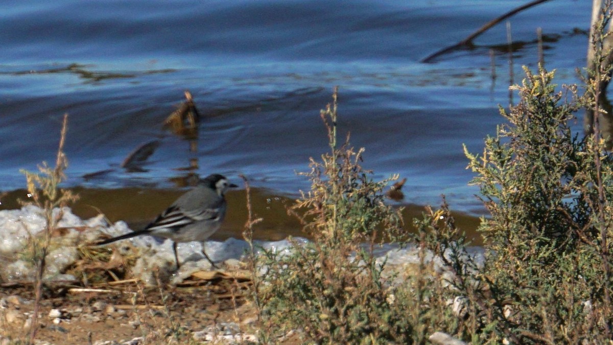 White Wagtail - ML646442772