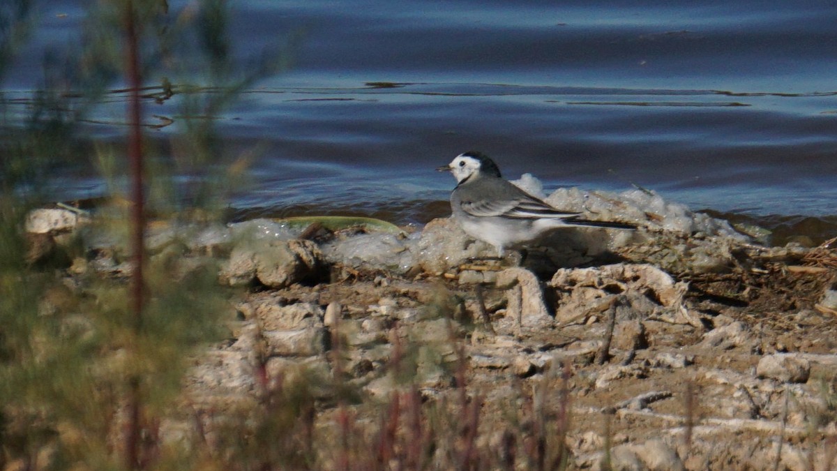 White Wagtail - ML646442773