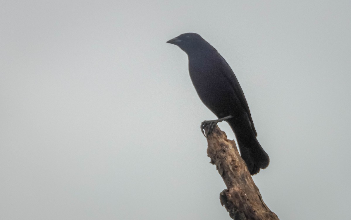 Shiny Cowbird - ML646442775