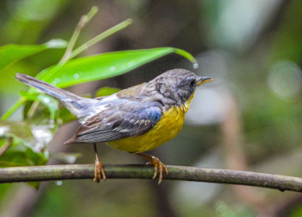 Tropical Parula - ML646442776