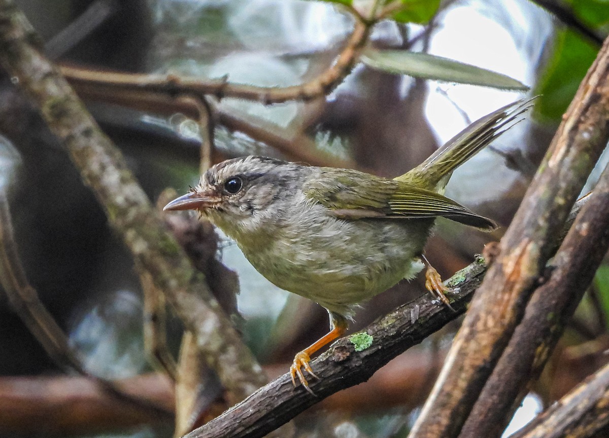 Golden-crowned Warbler - ML646442778