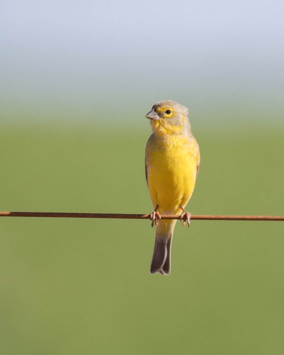 Grassland Yellow-Finch - ML646442779