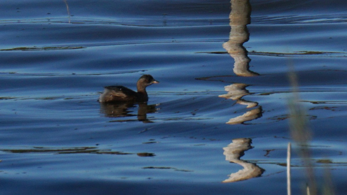 Little Grebe - ML646442784