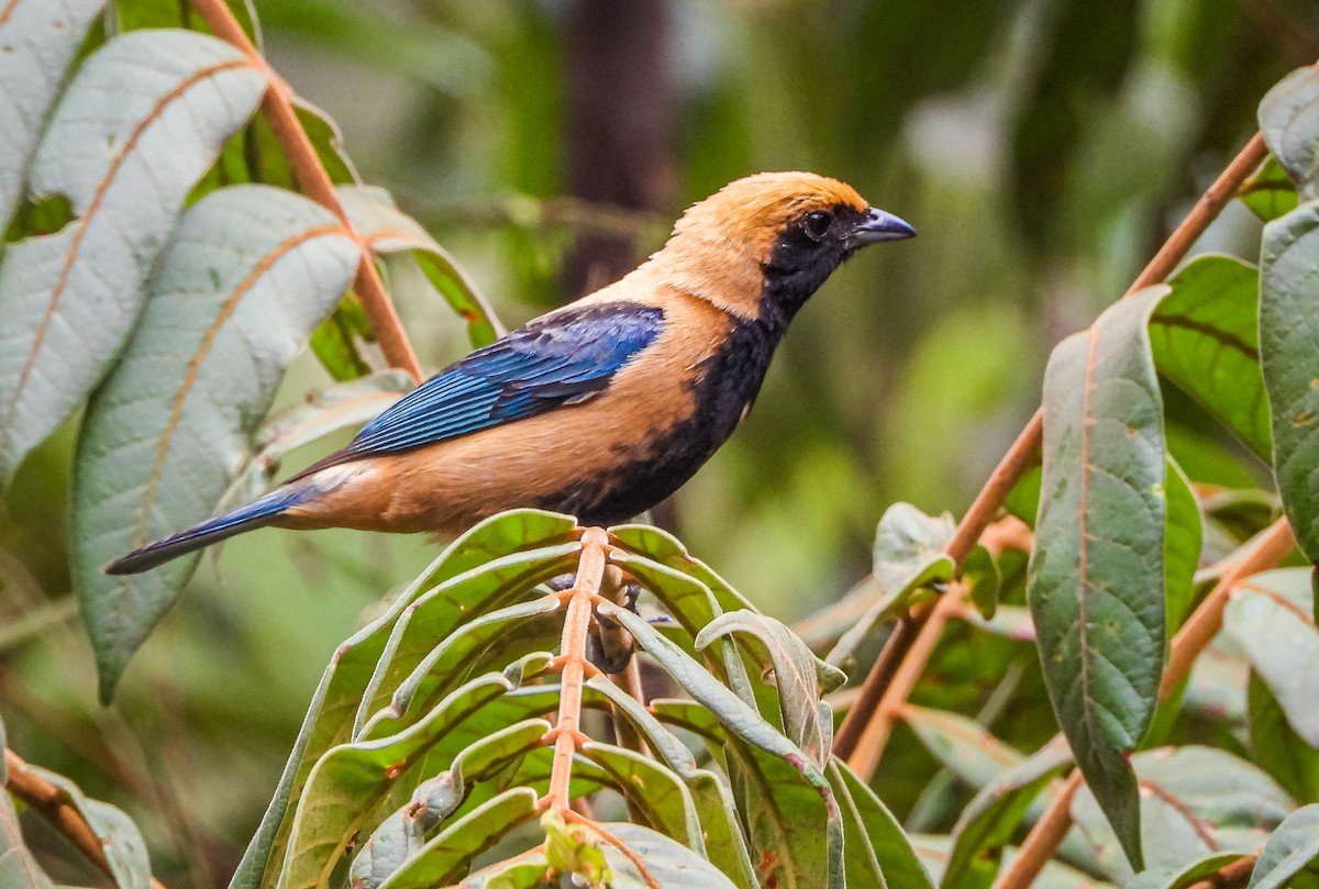 Burnished-buff Tanager - ML646442786