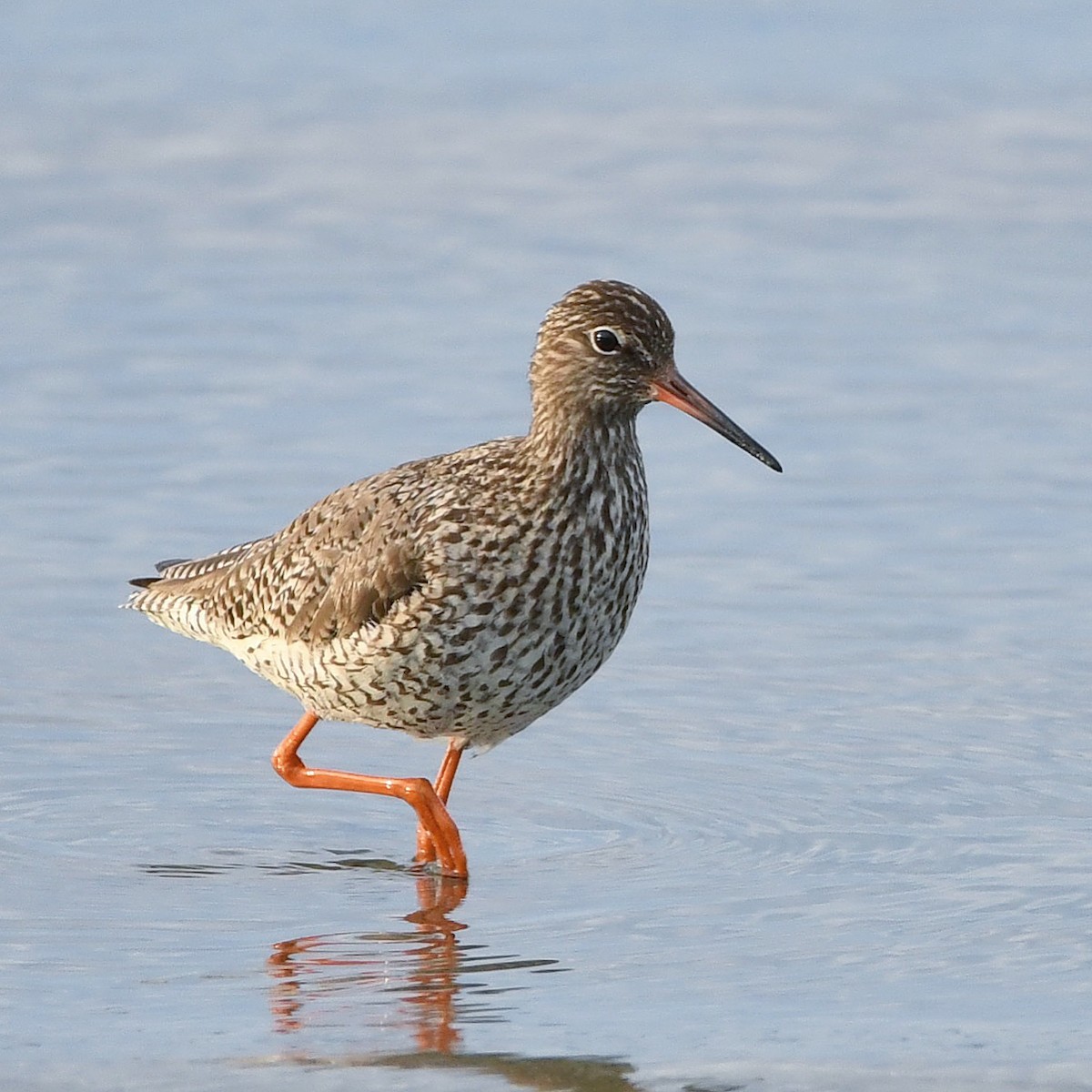 赤足鷸 - ML646442789