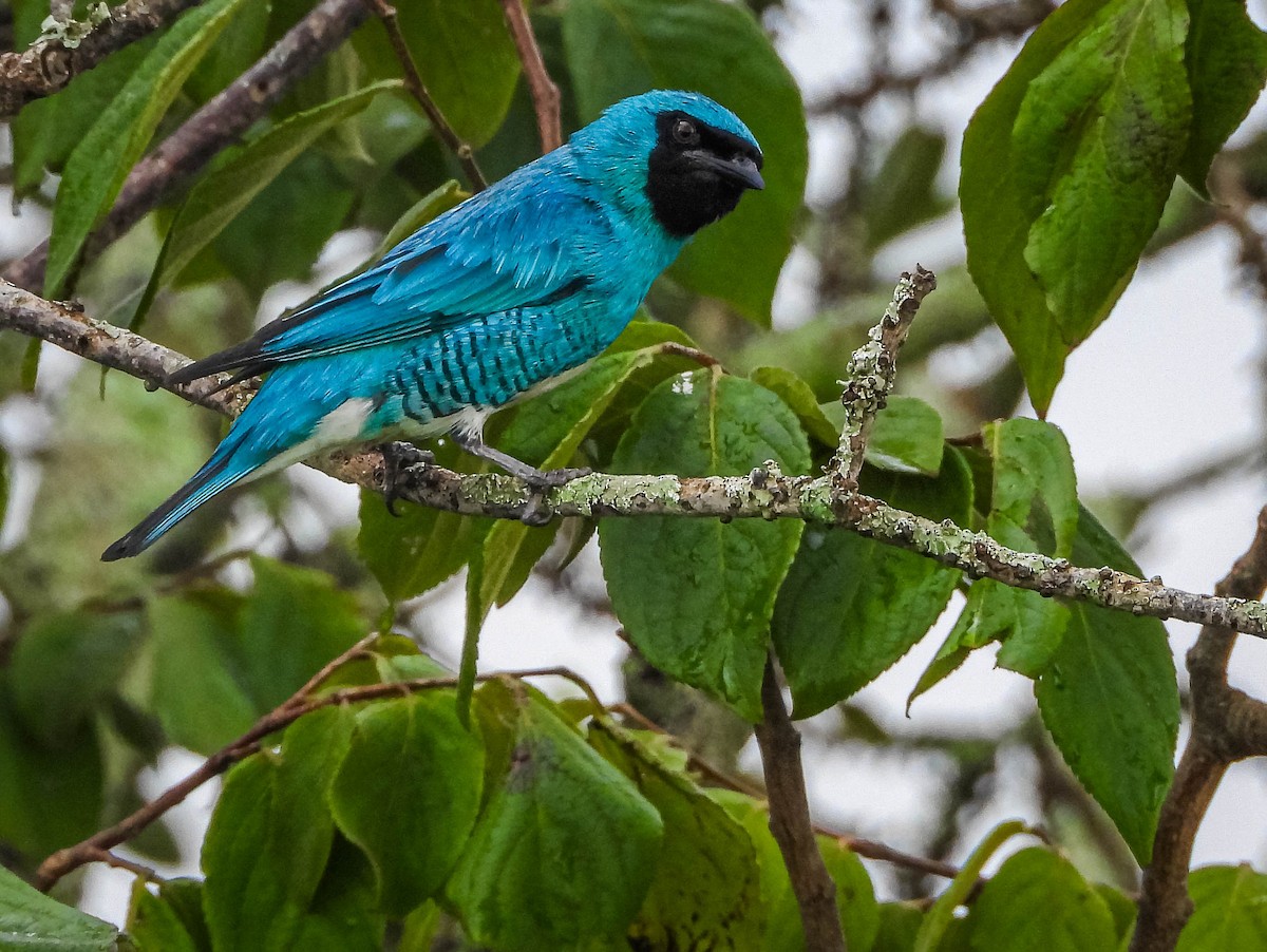 Swallow Tanager - ML646442790