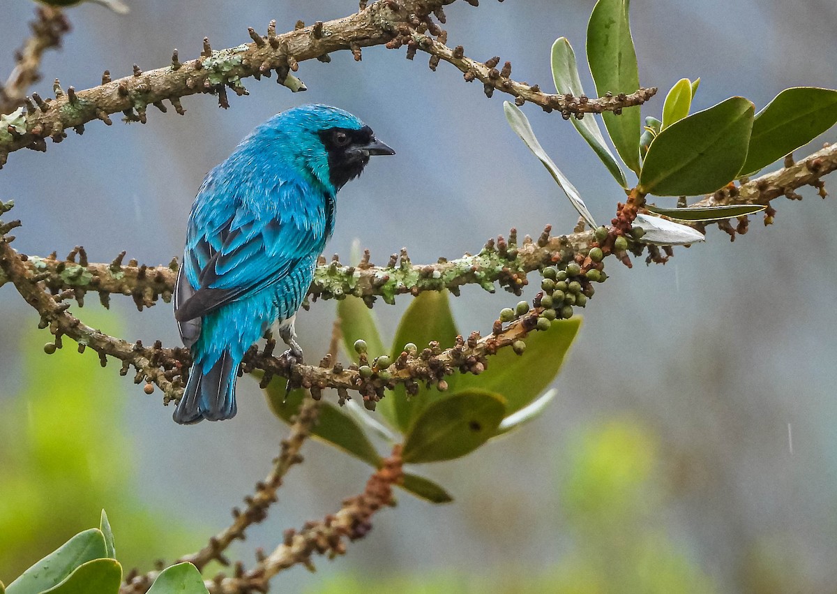 Swallow Tanager - ML646442791