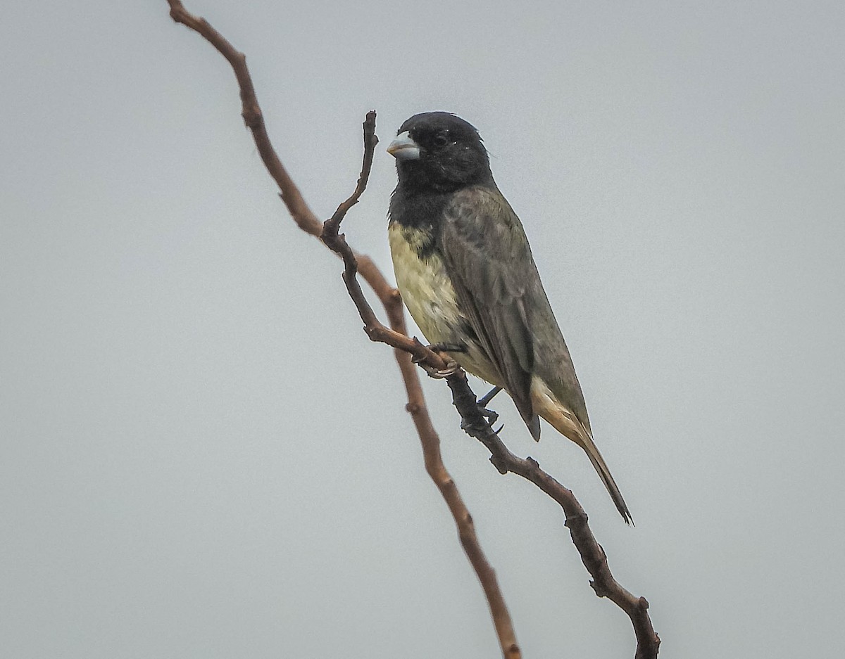 Yellow-bellied Seedeater - ML646442793