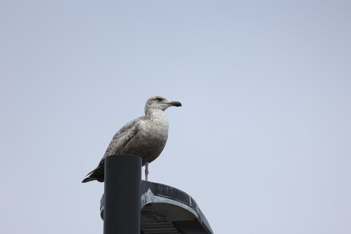 American Herring Gull - ML646442797