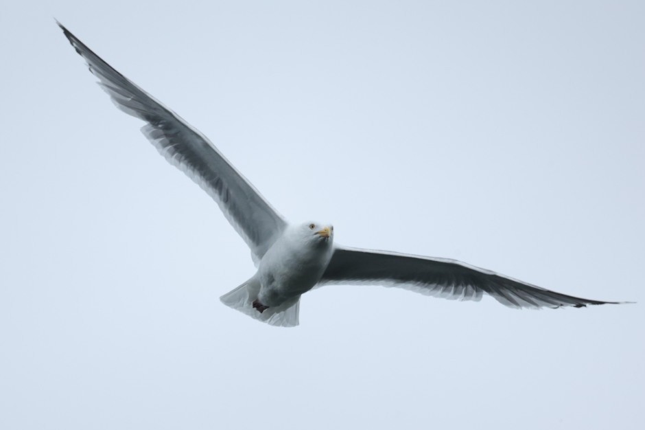 American Herring Gull - ML646442798