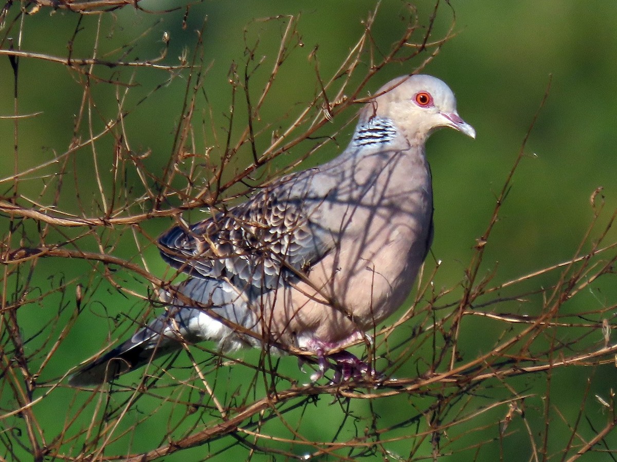 Oriental Turtle-Dove - ML646442799