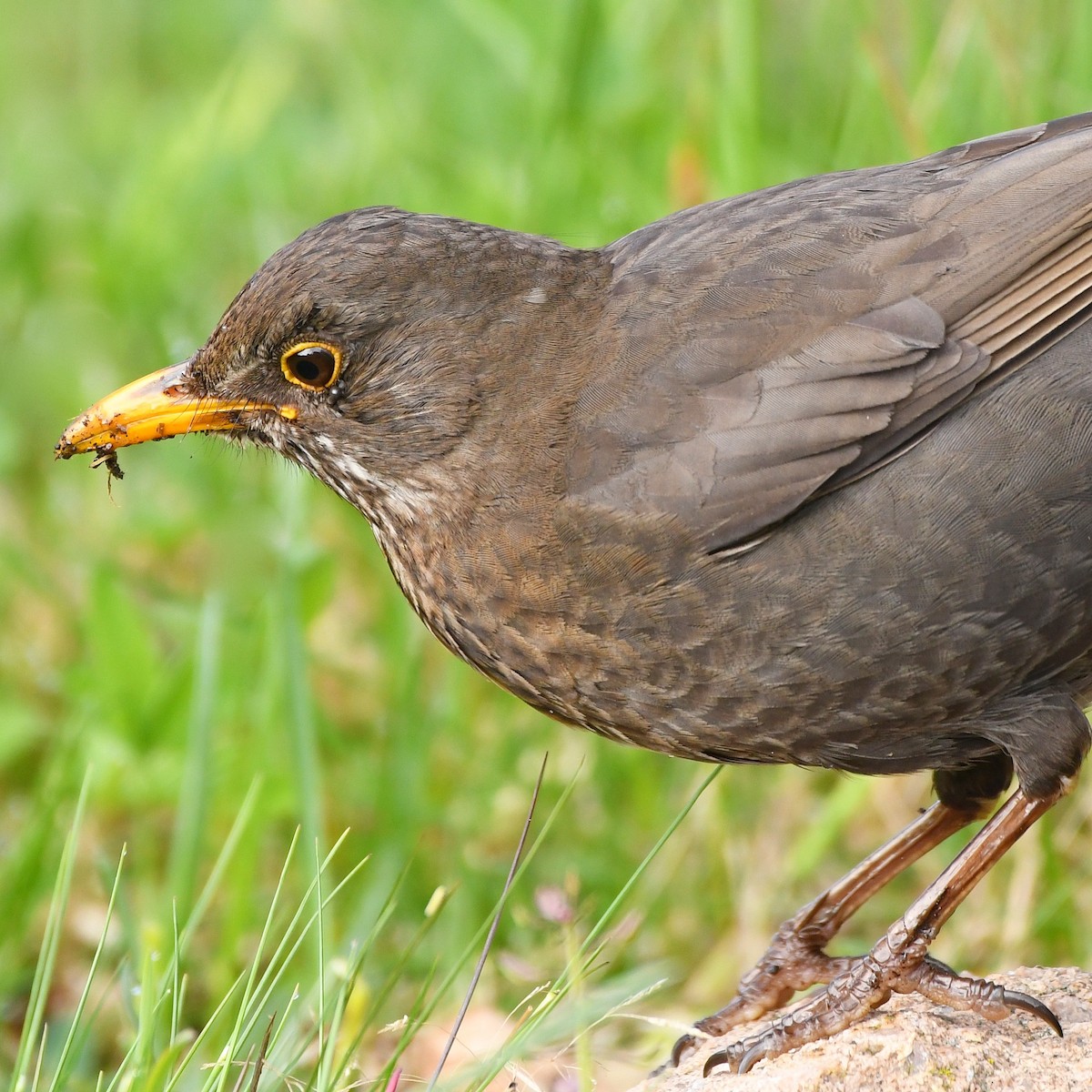 Eurasian Blackbird - ML646442800